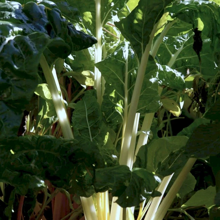 Bladbede 'White Silver 3' Øko Beta Vulgaris 'White Silver 3' 4 Bladbede 'White Silver 3' Øko Beta Vulgaris 'White Silver 3' - Billede 2