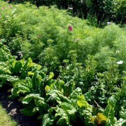 Bladbede 'White Silver 3' Øko Beta Vulgaris 'White Silver 3' 7 Bladbede 'White Silver 3' Øko Beta Vulgaris 'White Silver 3' -Osmo Salgsbutik p34606 54611 beta vulgaris white silver 3 3d8b