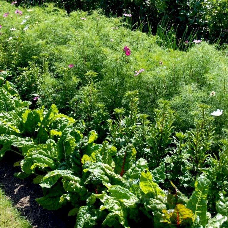 Bladbede 'White Silver 3' Øko Beta Vulgaris 'White Silver 3' 5 Bladbede 'White Silver 3' Øko Beta Vulgaris 'White Silver 3' - Billede 3