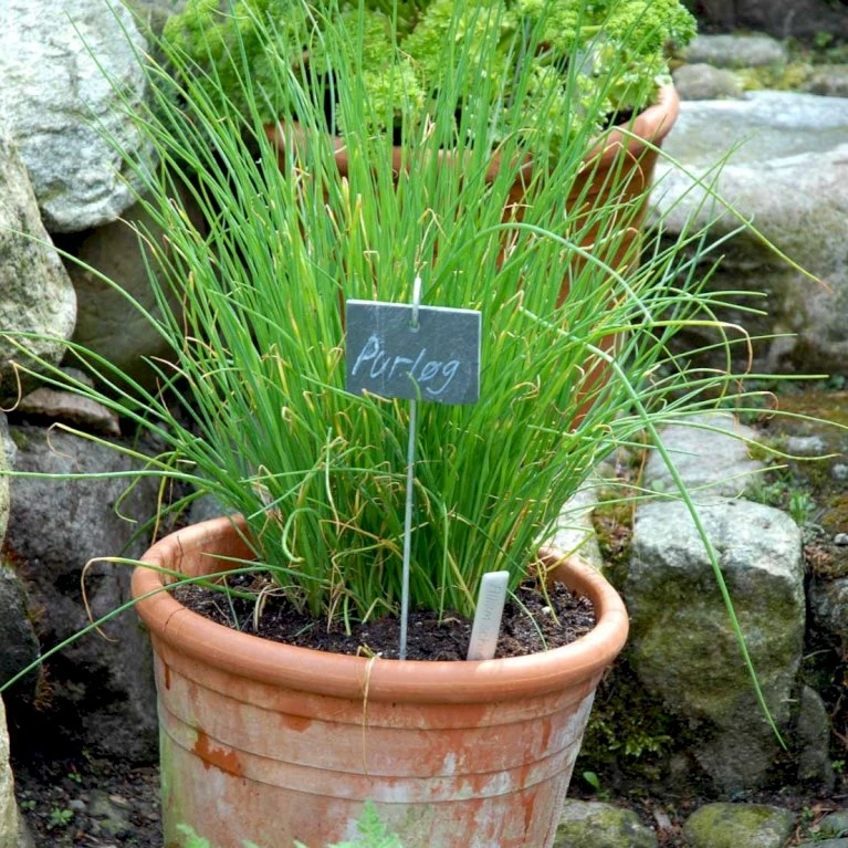 Purløg 'Staro' Øko Allium Schoenoprasum 'Staro' 4 Purløg 'Staro' Øko Allium Schoenoprasum 'Staro' - Billede 2