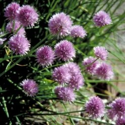 Purløg 'Staro' Øko Allium Schoenoprasum 'Staro' 7 Purløg 'Staro' Øko Allium Schoenoprasum 'Staro' -Osmo Salgsbutik p34609 54568 allium schoenoprasum staro 3028