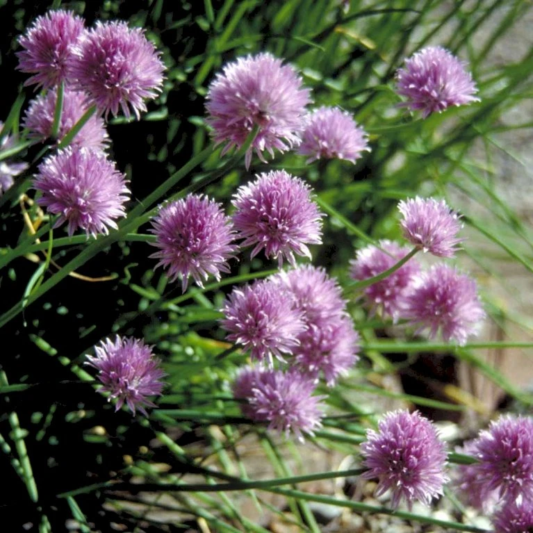 Purløg 'Staro' Øko Allium Schoenoprasum 'Staro' 5 Purløg 'Staro' Øko Allium Schoenoprasum 'Staro' - Billede 3