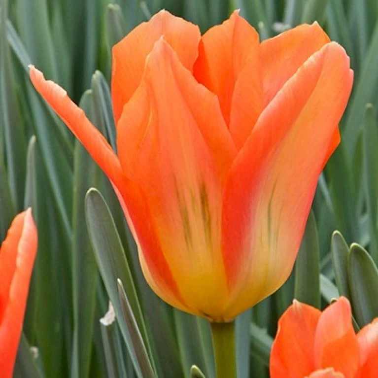 Tulipan 'Orange Emperor' Tulips 'Orange Emperor' Blomsterløg, Antal Pr. Pakke, Ca. 10 Stk. 3 Tulipan 'Orange Emperor' Tulips 'Orange Emperor' Blomsterløg, Antal Pr. Pakke, Ca. 10 Stk.