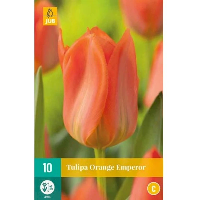 Tulipan 'Orange Emperor' Tulips 'Orange Emperor' Blomsterløg, Antal Pr. Pakke, Ca. 10 Stk. 4 Tulipan 'Orange Emperor' Tulips 'Orange Emperor' Blomsterløg, Antal Pr. Pakke, Ca. 10 Stk. - Billede 2