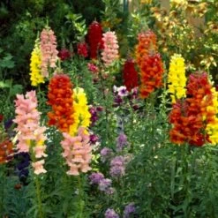 Løvemund Mix Øko Antirrhinum Majus Frøpose, Antal Pr. Pakke, Ca. 20 Stk. -Osmo Salgsbutik p34769 54702 antirrhinum majus 5932