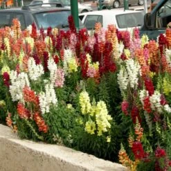 Løvemund Mix Øko Antirrhinum Majus Frøpose, Antal Pr. Pakke, Ca. 20 Stk. -Osmo Salgsbutik p34769 54704 antirrhinum majus ca6b