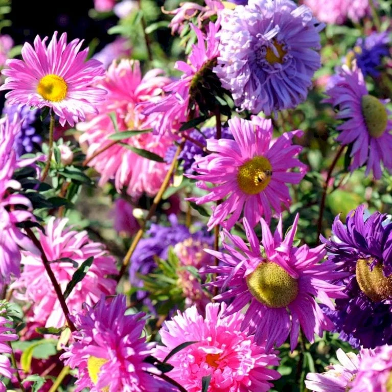 Sommerasters Dobbelt Mix Øko Callistephus Chinensis Double Mix Frøpose, Antal Pr. Pakke, Ca. 12 Stk. 4 Sommerasters Dobbelt Mix Øko Callistephus Chinensis Double Mix Frøpose, Antal Pr. Pakke, Ca. 12 Stk. - Billede 2