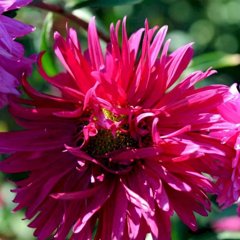 Sommerasters Dobbelt Mix Øko Callistephus Chinensis Double Mix Frøpose, Antal Pr. Pakke, Ca. 12 Stk. 5 Sommerasters Dobbelt Mix Øko Callistephus Chinensis Double Mix Frøpose, Antal Pr. Pakke, Ca. 12 Stk. - Billede 3