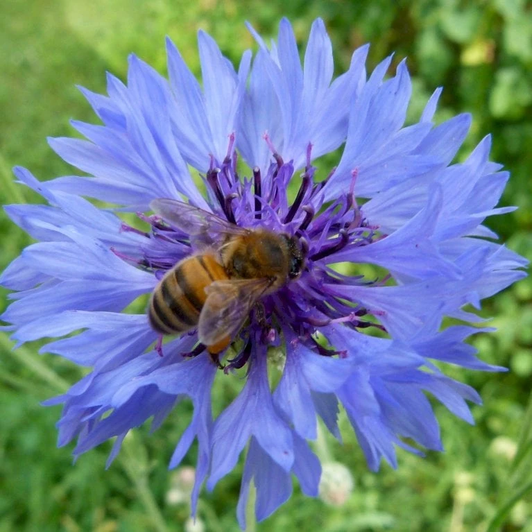 Høj Kornblomst Øko Centaurea Cyanus 4 Høj Kornblomst Øko Centaurea Cyanus - Billede 2