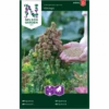 Quinoa 'Vikinga' Chenopodium Quinoa 'Vikinga' -Osmo Salgsbutik p34777 34758 chenopodium quinoa vikinga fa4e