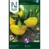 Græskar 'Sunseanse' F1 Cucurbita Pepo 'Sunseanse' F1 -Osmo Salgsbutik p34780 34761 cucurbita pepo sunseanse f1 1622