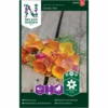Californisk Guldvalmue 'Candy' Mix Eschscholzia Californica 'Candy' Mix 2 Californisk Guldvalmue 'Candy' Mix Eschscholzia Californica 'Candy' Mix -Osmo Salgsbutik p34782 34763 eschscholzia californica candy mix c459