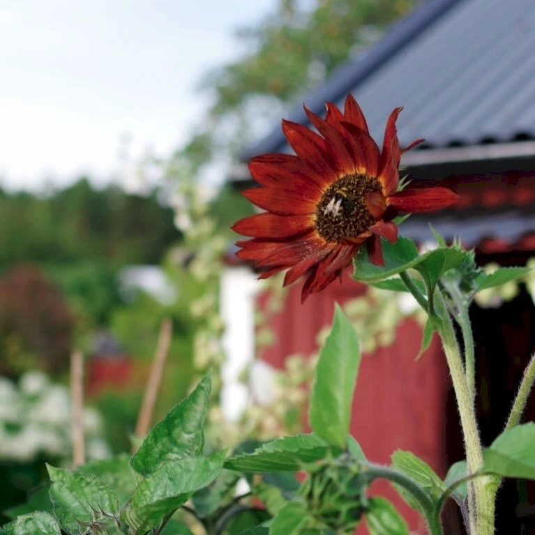 Solsikke 'Velvet Queen' Øko Helianthus Annuus 'Velvet Queen' Frøpose, Antal Pr. Pakke, Ca. 20 Stk. 3 Solsikke 'Velvet Queen' Øko Helianthus Annuus 'Velvet Queen' Frøpose, Antal Pr. Pakke, Ca. 20 Stk. - Billede 2