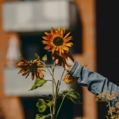 Solsikke 'Velvet Queen' Øko Helianthus Annuus 'Velvet Queen' Frøpose, Antal Pr. Pakke, Ca. 20 Stk. 6 Solsikke 'Velvet Queen' Øko Helianthus Annuus 'Velvet Queen' Frøpose, Antal Pr. Pakke, Ca. 20 Stk. -Osmo Salgsbutik p34784 54715 helianthus annuus velvet queen 912f