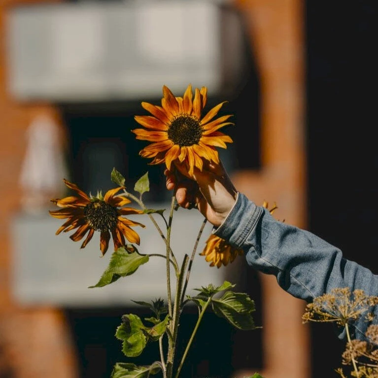 Solsikke 'Velvet Queen' Øko Helianthus Annuus 'Velvet Queen' Frøpose, Antal Pr. Pakke, Ca. 20 Stk. 4 Solsikke 'Velvet Queen' Øko Helianthus Annuus 'Velvet Queen' Frøpose, Antal Pr. Pakke, Ca. 20 Stk. - Billede 3