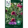 Frøkenhat 'Cresto! Violet' Zinnia Elegans 'Cresto! Violet' 1 Frøkenhat 'Cresto! Violet' Zinnia Elegans 'Cresto! Violet' -Osmo Salgsbutik p34800 34781 zinnia elegans cresto violet f3b9