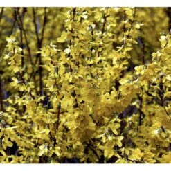 Forsythia 'Minigold' Forsythia Intermedia 'Minigold' Potte 2,0 Liter,- 40-60 Cm. -Osmo Salgsbutik p34801 36902 forsythia intermedia minigold 05a7