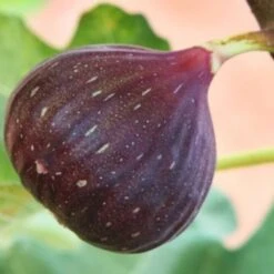 Figen 'Brown Turkey' Ficus Carica 'Brown Turkey' 5 Liter Potte