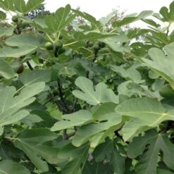 Figen 'Brown Turkey' Ficus Carica 'Brown Turkey' 5 Liter Potte 7 Figen 'Brown Turkey' Ficus Carica 'Brown Turkey' 5 Liter Potte -Osmo Salgsbutik p34890 50587 ficus carica brown turkey 6760