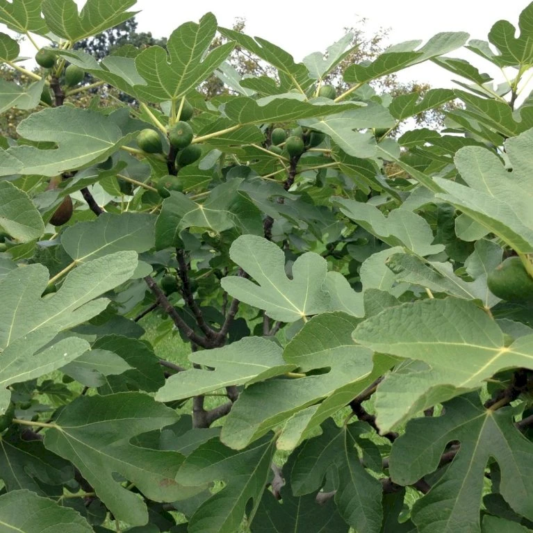 Figen 'Brown Turkey' Ficus Carica 'Brown Turkey' 5 Liter Potte 5 Figen 'Brown Turkey' Ficus Carica 'Brown Turkey' 5 Liter Potte - Billede 3