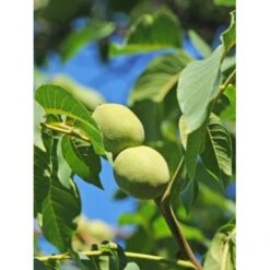 Valnød 'Chandler' Juglans Regia 'Chandler' Alletræ, Stammeomkreds 8-10 Cm. Med Potte