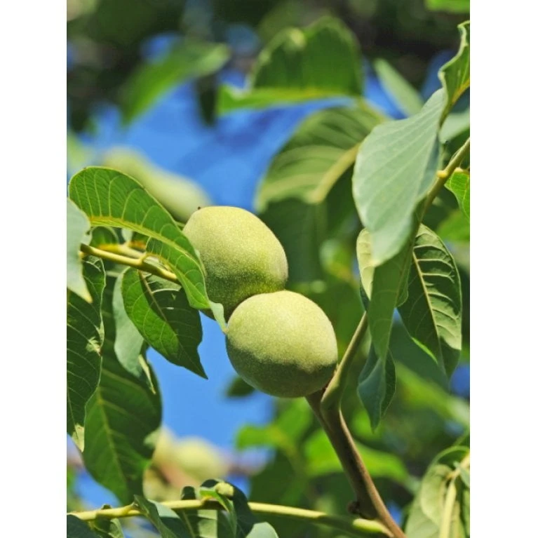 Valnød 'Chandler' Juglans Regia 'Chandler' Alletræ, Stammeomkreds 8-10 Cm. Med Potte 3 Valnød 'Chandler' Juglans Regia 'Chandler' Alletræ, Stammeomkreds 8-10 Cm. Med Potte