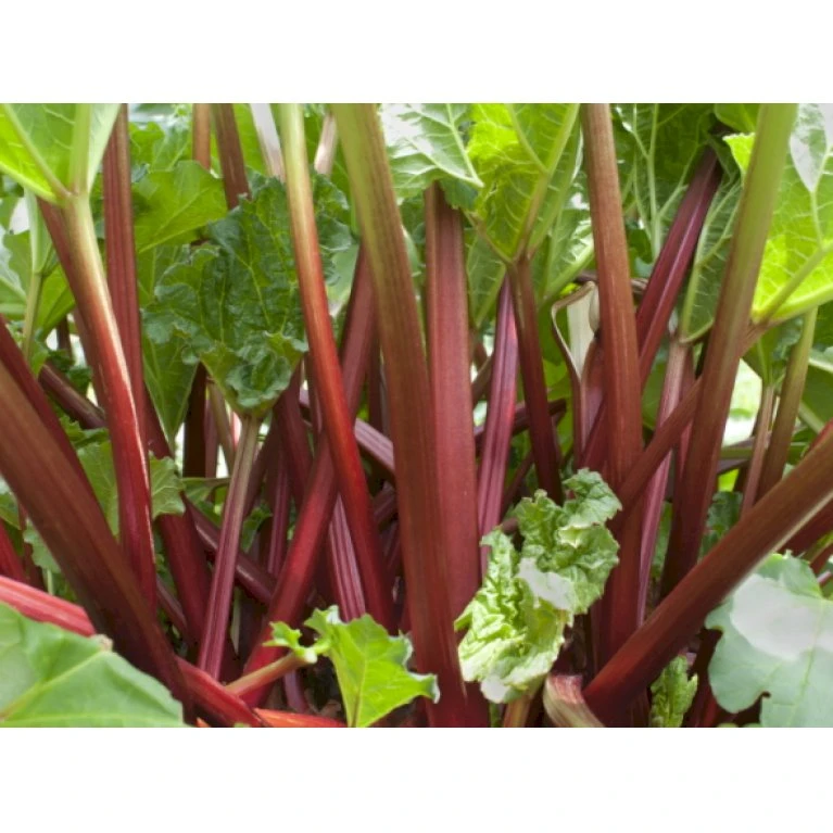 Rabarber 'Frambozen Rood' Rheum 'Frambozen Rood' (jordbærrabarber) 3,5 Liter Potte 3 Rabarber 'Frambozen Rood' Rheum 'Frambozen Rood' (jordbærrabarber) 3,5 Liter Potte