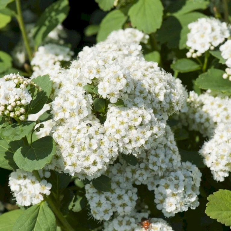 Dværgspiræa 'Thor' Spiraea Betulifolia 'Thor' Plug + 2 år, 15-30 Cm.