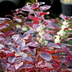 Osmo Salgsbutik -Osmo Salgsbutik p35014 54099 spiraea betulifolia thor 21cf