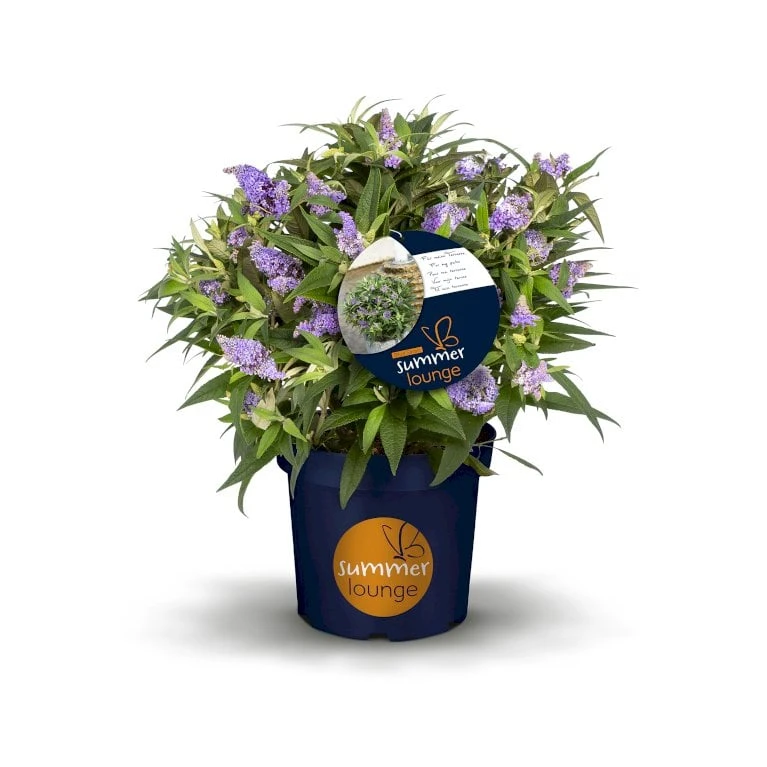 Sommerfuglebusk 'Summer Lounge' ® Lilla Buddleja 'Summer Lounge' ® Lilla 2 Liter Potte 3 Sommerfuglebusk 'Summer Lounge' ® Lilla Buddleja 'Summer Lounge' ® Lilla 2 Liter Potte