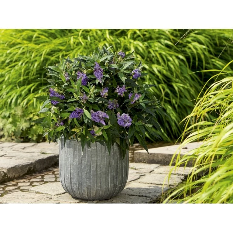 Sommerfuglebusk 'Summer Lounge' ® Lilla Buddleja 'Summer Lounge' ® Lilla 2 Liter Potte 6 Sommerfuglebusk 'Summer Lounge' ® Lilla Buddleja 'Summer Lounge' ® Lilla 2 Liter Potte - Billede 4