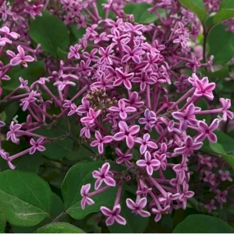 Dværgsyren 'Bloomerang Dark Purple' Syringa Microphylla 'Bloomerang Dark Purple' Opstammet 120 Cm. 7,5 Liter Potte 5 Dværgsyren 'Bloomerang Dark Purple' Syringa Microphylla 'Bloomerang Dark Purple' Opstammet 120 Cm. 7,5 Liter Potte - Billede 3