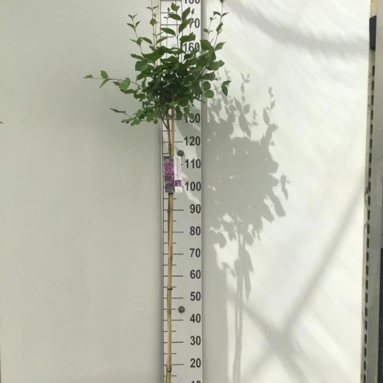 Dværgsyren 'Bloomerang Dark Purple' Syringa Microphylla 'Bloomerang Dark Purple' Opstammet 120 Cm. 7,5 Liter Potte 3 Dværgsyren 'Bloomerang Dark Purple' Syringa Microphylla 'Bloomerang Dark Purple' Opstammet 120 Cm. 7,5 Liter Potte