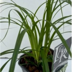 Star 'Ribbon Falls' Carex 'Ribbon Falls' Potte 2 Liter. -Osmo Salgsbutik p35145 41081 carex ribbon falls bb2e