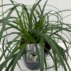 Star 'Ribbon Falls' Carex 'Ribbon Falls' Potte 2 Liter. -Osmo Salgsbutik p35145 41083 carex ribbon falls 7539