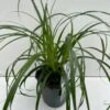 Star 'Ribbon Falls' Carex 'Ribbon Falls' Potte 2 Liter.
