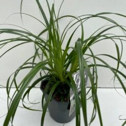 Star 'Ribbon Falls' Carex 'Ribbon Falls' Potte 2 Liter.