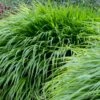 Japansk Skovgræs Hakonechloa Macra 1 Liter Potte 1 Japansk Skovgræs Hakonechloa Macra 1 Liter Potte -Osmo Salgsbutik p35147 50982 hakonechloa macra e32e