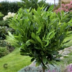 Kirsebærlaurbær 'Otto Luyken' Prunus Laurocerasus 'Otto Luyken' Potte 3,5 Liter 20-30 Cm. -Osmo Salgsbutik p3529 47487 prunus laurocerasus otto luyken 50a4