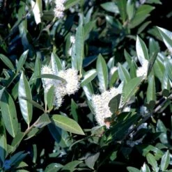 Kirsebærlaurbær 'Otto Luyken' Prunus Laurocerasus 'Otto Luyken' Potte 3,5 Liter 20-30 Cm. -Osmo Salgsbutik p3529 47488 prunus laurocerasus otto luyken 99b8