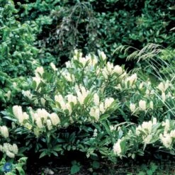 Kirsebærlaurbær 'Otto Luyken' Prunus Laurocerasus 'Otto Luyken' Potte 3,5 Liter 20-30 Cm. -Osmo Salgsbutik p3529 47489 prunus laurocerasus otto luyken 4a13