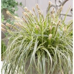 Star 'Feather Falls' Carex 'Feather Falls' Potte 2 Liter. -Osmo Salgsbutik p35303 38968 carex feather falls af57