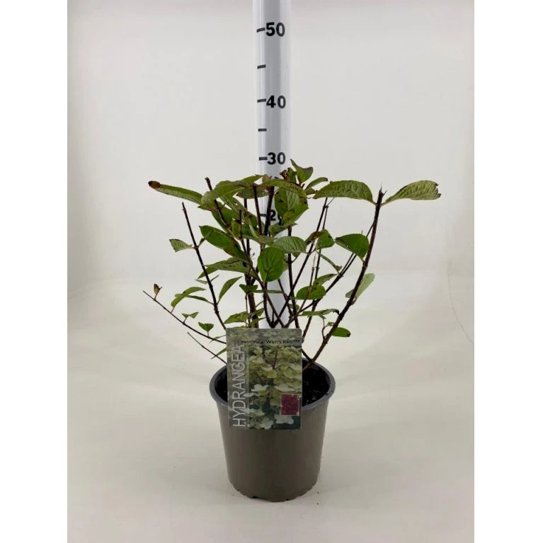 Syrén-hortensia 'Wims Red' Hydrangea Paniculata 'Wims Red' Potte 3,0 Liter,- 25-30 Cm. 3 Syrén-hortensia 'Wims Red' Hydrangea Paniculata 'Wims Red' Potte 3,0 Liter,- 25-30 Cm.