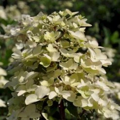 Syrén-hortensia 'Wims Red' Hydrangea Paniculata 'Wims Red' Potte 3,0 Liter,- 25-30 Cm. 7 Syrén-hortensia 'Wims Red' Hydrangea Paniculata 'Wims Red' Potte 3,0 Liter,- 25-30 Cm. -Osmo Salgsbutik p35318 47367 hydrangea paniculata wims red b012