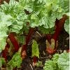 Rabarber 'Livingstone' Rheum 'Livingstone' (remonterende) 3,5 Liter Potte -Osmo Salgsbutik p35341 36633 rheum livingstone ec5d