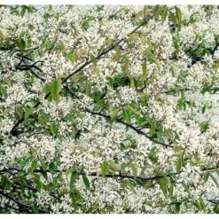 Canadisk Bærmispel Amelanchier Lamarckii Potte 4,0 Liter,- 50-60 Cm. -Osmo Salgsbutik p35354 37494 amelanchier lamarckii b7f8