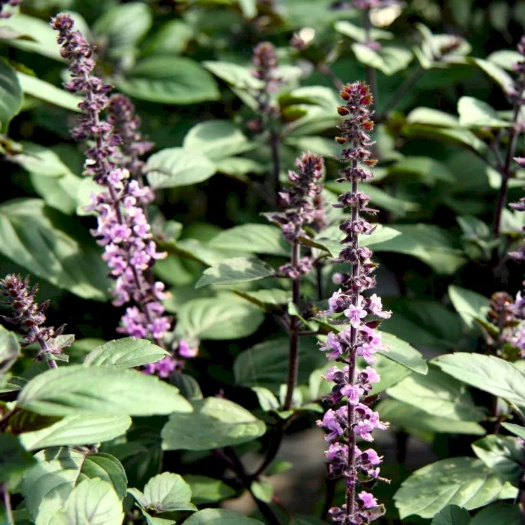 Kanelbasilikum 'Cinnamon' Øko Ocimum Basilicum L. 'Cinnamon' Frøpose, Antal Pr. Pakke, Ca. 40 Stk. 4 Kanelbasilikum 'Cinnamon' Øko Ocimum Basilicum L. 'Cinnamon' Frøpose, Antal Pr. Pakke, Ca. 40 Stk. - Billede 2