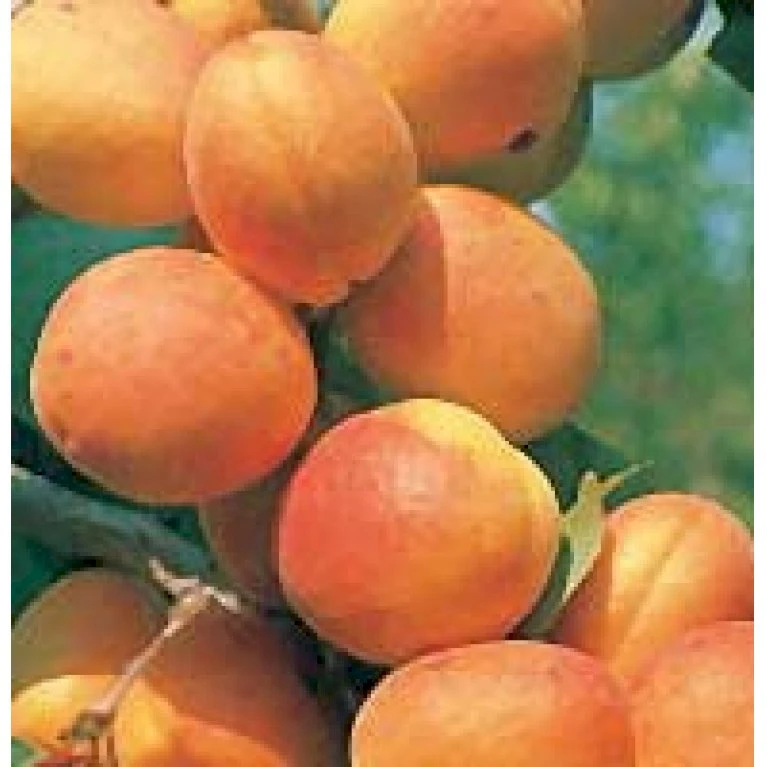 Abrikos 'Bergeron' Prunus Armeniaca 'Bergeron' 5 Liter Potte 3 Abrikos 'Bergeron' Prunus Armeniaca 'Bergeron' 5 Liter Potte