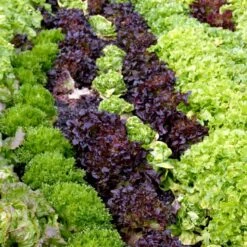 Icebergsalat 'Grazer Krauthäuptel 2' Øko Lactuca Sativa 'Grazer Krauthäuptel 2' Frøpose, Antal Pr. Pakke, Ca. 30 Stk. -Osmo Salgsbutik p35451 54657 lactuca sativa grazer krauthaeuptel 2 34a7