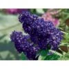 Sommerfuglebusk Buzz 'Midnight' Buddleja Buzz 'Midnight' 3,0 Liter Potte -Osmo Salgsbutik p35710 38056 buddleja buzz midnight d08c